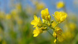 春の日差しに黄色のつぼみと菜の花　シンプルな写真　高解像度・高画質の壁紙