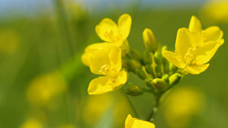 春の明るい日差し　菜の花のツボミ　シンプルな写真　シンプル壁紙