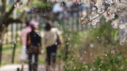 桜の満開を過ぎ、桜並木に花びらヒラヒラ　春の写真　高解像度・高画質の壁紙