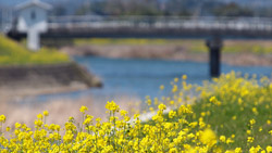 春の陽気、河川敷には菜の花がいっぱい　春の写真　高解像度・高画質の壁紙