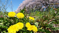 田んぼの隅にたんぽぽ、桜並木も満開　　春の写真　高解像度・高画質の壁紙