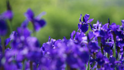 公園の花壇には沢山のアヤメ　シンプルな写真　高画質の壁紙