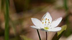 湿原に咲く真っ白な高山植物　シンプルな写真　高解像度・高画質の壁紙