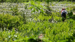 初夏に湿原にはたくさんの高山植物、ハイカーも木道沿いに散策　夏の写真　高解像度・高画質の壁紙