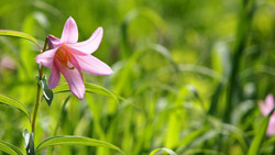 福島・南会津のヒメサユリ　緑背景にピンクの花　シンプルな写真　高解像度・高画質の壁紙