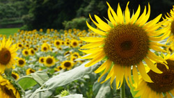 ひまわり畑に大きな夏の花　夏の風景写真　高解像度・高画質の壁紙