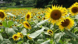 夏のひまわり畑　たくさんのひまわり　夏の風景写真　高画質の壁紙