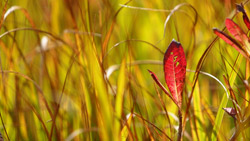 草紅葉　シンプルな写真　高解像度・高画質の壁紙