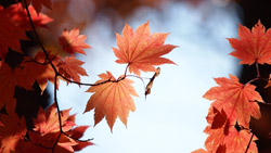 紅葉と種　シンプルな写真　高解像度・高画質の壁紙