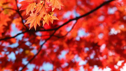 赤色背景の真っ赤な紅葉　シンプルな写真　高解像度の無料壁紙