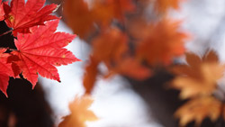 真っ赤なカエデの紅葉　シンプルな写真　高解像度・高画質の壁紙